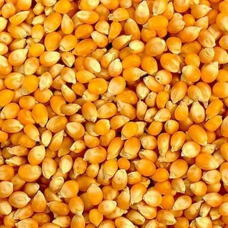 corn