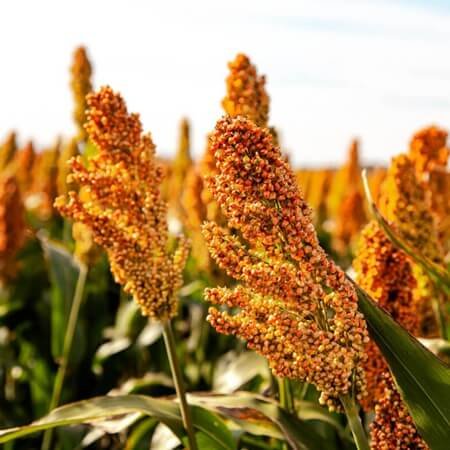 sorghum
