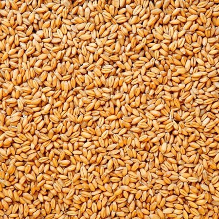 wheat